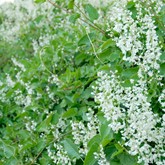 Silver Lace Vine